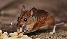 24 Hour & Emergency Exterminators in Oso, WA
